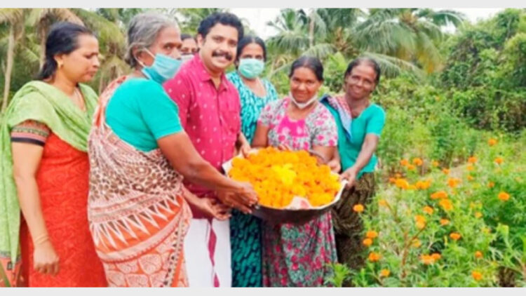 ബന്ദികൃഷി വിളവെടുപ്പ്