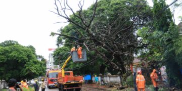 തൃശൂർ ടൗൺ ഹാളിനു സമീപം താലൂക്ക് ഓഫീസ് കോമ്പൗണ്ടിൽ കടപുഴകി വീണ മരം അഗ്നിശമന സേനാവിഭാഗം മുറിച്ചുമാറ്റുന്നു