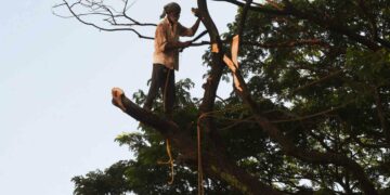 കാലവർഷത്തിനു മുൻപെ തൃശൂർ റൗണ്ടിലെ അപകടകരമായ വൃക്ഷ ശിഖരങ്ങൾ മുറിച്ചുമാറ്റുന്നു.