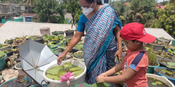 വീടിന്റെ മട്ടുപ്പാവില്‍ വിരിഞ്ഞ സഹസ്രദളത്തിനൊപ്പം ചന്ദ്രിക