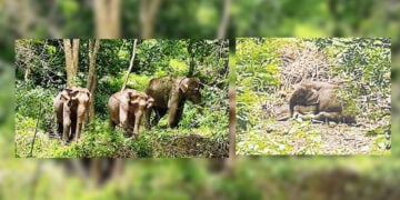 വണ്ണാന്തുറ ഫോറസ്റ്റ് സ്റ്റേഷന് സമീപം ചെരിഞ്ഞ ആനക്കുട്ടി, ആനക്കുട്ടി ചരിഞ്ഞ സ്ഥലത്ത് തമ്പടിചിരിക്കുന്ന ആനക്കൂട്ടം