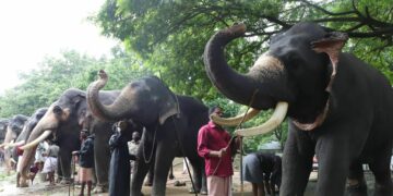 ഗുരുവായൂർ ആനക്കോട്ടയിലെ ആനകൾക്ക് സുഖചികിത്സയുടെ ഭാഗമായി മരുന്നു ചേർത്ത ഉരുള നൽകുന്നു.