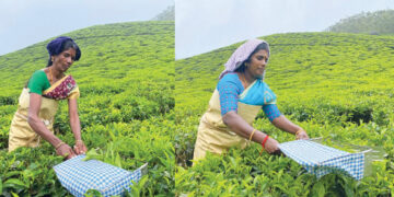 വൈ മഹേശ്വരിയും രാജകുമാരിയും തോട്ടത്തില്‍ കൊളുന്ത് നുള്ളുന്ന ജോലിക്കിടെ