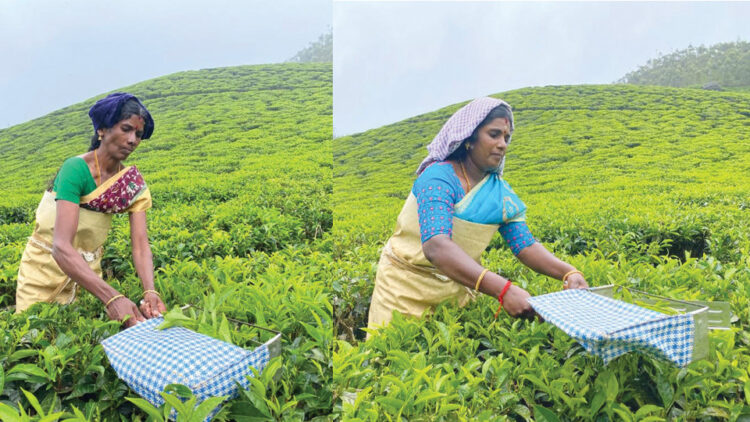 വൈ മഹേശ്വരിയും രാജകുമാരിയും തോട്ടത്തില്‍ കൊളുന്ത് നുള്ളുന്ന ജോലിക്കിടെ