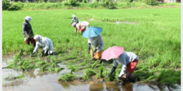 ചെങ്ങളത്തെ പാടശേഖരത്തില്‍ ഞാറ് നടുന്ന തൊഴിലാളികള്‍