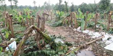 ചുഴലിക്കാറ്റിൽ കിടങ്ങേൽ ആൻ്റണിയുടെ തോട്ടത്തിലെ വാഴകൾ ഒടിഞ്ഞപ്പോൾ