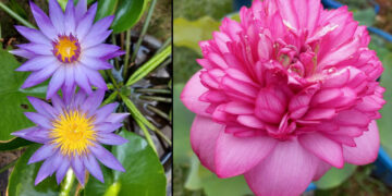 ഡോക്ടര്‍ ദമ്പതികളുടെ വീട്ടുമുറ്റത്ത് വിരിഞ്ഞു നില്‍ക്കുന്ന സഹസ്രദളപത്മവും, നീല ആമ്പലും