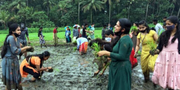 ഇളമ്പള്ളൂര്‍ എസ്എന്‍എസ്എം ഹയര്‍സെക്കന്‍ഡറി സ്‌കൂളിലെ എന്‍എസ്എസ് വിദ്യാര്‍ഥികള്‍ ഇളമ്പള്ളൂര്‍ ഏലായില്‍ ഒറ്റഞാര്‍ സമ്പ്രദായത്തില്‍ ഞാറുനടുന്നു