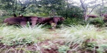 വനമിറങ്ങുന്ന കാട്ടാനകൂട്ടം ജനവാസമേഖലയിലെ തോട്ടം തൊഴിലാളി ലയങ്ങള്‍ക്ക് മുന്നില്‍