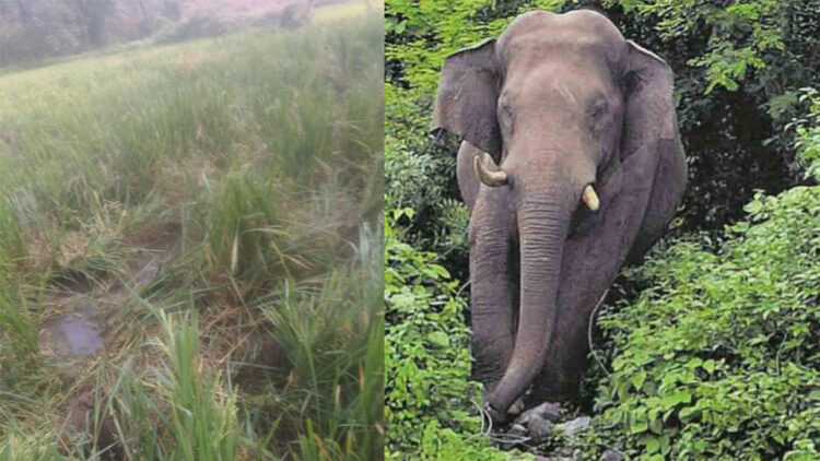 കാട്ടാന നശിപ്പിച്ച പുതുശ്ശേരി കോങ്ങാട്ടുപാടത്തെ നെല്‍പ്പാടം