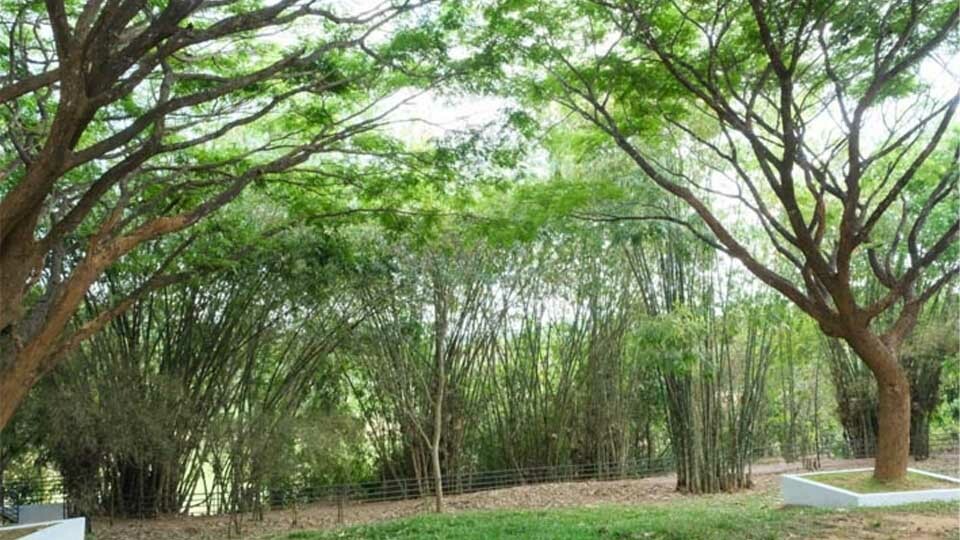 പ്രകൃതിസ്നേഹികളുടെ ശ്രദ്ധാകേന്ദ്രമായി മാനികാവ് യുപി സ്കൂള്