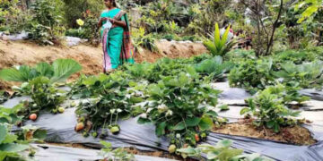 കാന്തല്ലൂര്‍ വെട്ടുകാട് ഷില്‍ജുവിന്റെ തോട്ടത്തിലെ വിളവെടുപ്പ് ആരംഭിച്ച സ്‌ട്രോബറി തോട്ടം