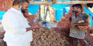 ഇഞ്ചി കര്‍ഷകനായ ജോണിയുടെ കൃഷിയിടത്തിലെത്തിയ സുഗന്ധ വ്യഞ്ജന വ്യാപാരി ഹംസഹാജി വിളവെടുത്ത ഇഞ്ചി പരിശോധിക്കുന്നു.