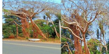 സംസ്ഥാന പാതയിൽ കരുവാൻവളവിനു സമീപം റോഡിലേക്ക് ചാഞ്ഞ് നിൽക്കുന്ന മരങ്ങൾ