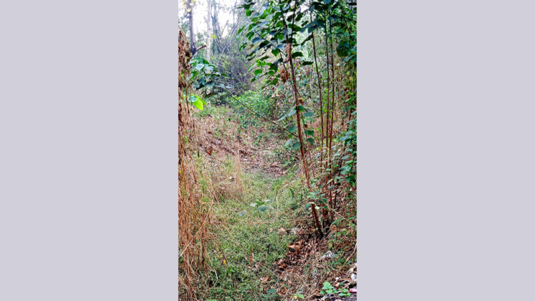 കാടുപിടിച്ച് കിടക്കുന്ന കനാലുകള്‍