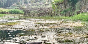 കുറ്റൂര്‍ പുത്തന്‍തോട് പാല (തെക്കുമുറി പാലം)ത്തിന്റെ നിര്‍മ്മാണം നടക്കുന്നതിനാല്‍ വരട്ടാറിലെ നീരൊഴുക്ക് നിലച്ച നിലയില്‍