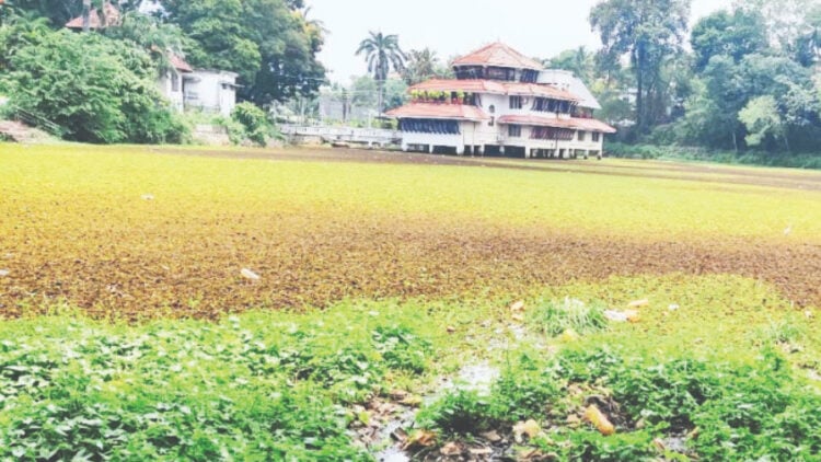 പുതിയകാവിൽ ചിറയിൽ ചെളിയും മണ്ണും മാലിന്യങ്ങളും അടിഞ്ഞ നിലയിൽ