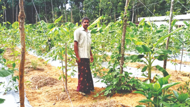 കൃത്യത കൃഷി രീതി പ്രകാരം തയ്യാറാക്കിയ പച്ചക്കറി കൃഷിയിടത്തില്‍ ഇടവെട്ടി കളമ്പുകാട്ട് ജോസ് കെ. ജോസഫ്(ഫയല്‍)