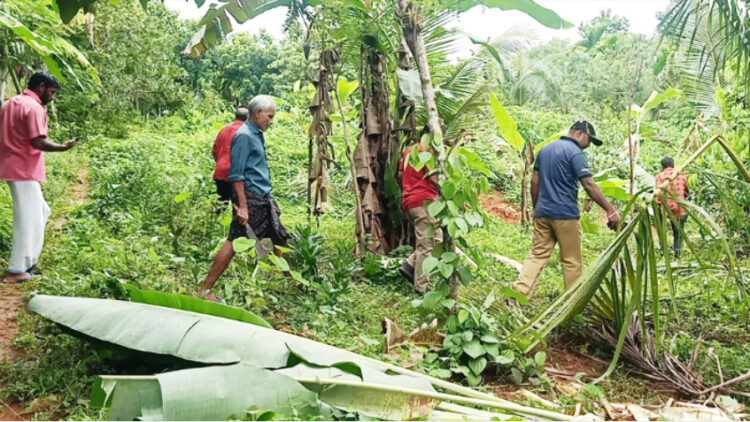 പുലിക്കണ്ണിയിലെ ജനവാസ മേഖലയില്‍ പുഴകടന്നെത്തിയ കാട്ടാനക്കൂട്ടം വ്യാപകമായി കൃഷി നശിപ്പിച്ച നിലയില്‍