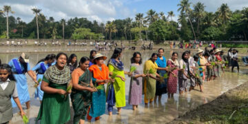 നടവരമ്പ് ഗവ. മോഡല്‍ ഹയര്‍ സെക്കന്ററി സ്‌കൂളിന്റെ സ്വന്തം പാടത്ത് നടന്ന ഞാറു നടീല്‍.