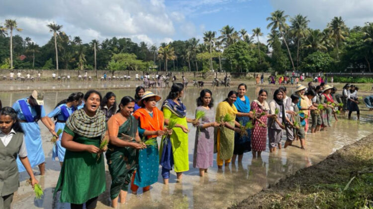 നടവരമ്പ് ഗവ. മോഡല്‍ ഹയര്‍ സെക്കന്ററി സ്‌കൂളിന്റെ സ്വന്തം പാടത്ത് നടന്ന ഞാറു നടീല്‍.