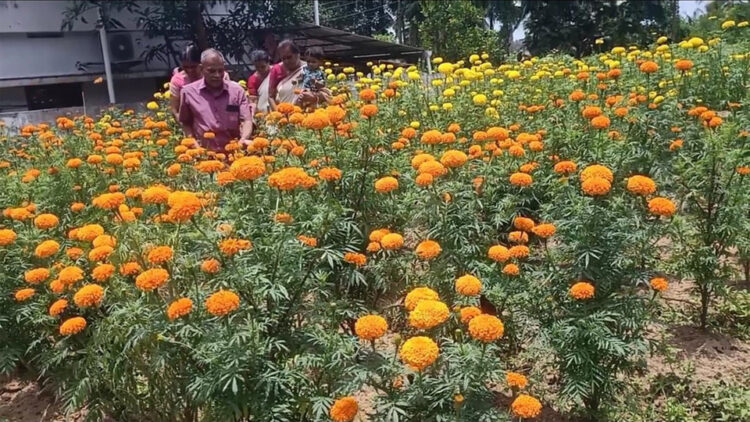 അരിമ്പൂര്‍ ക്യാപ്റ്റന്‍ ലക്ഷ്മി അങ്കണവാടിയുടെ ചെണ്ടുമല്ലിത്തോട്ടം വിളവെടുപ്പിന് ഒരുങ്ങിയപ്പോള്‍.