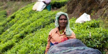 Women picking the tea at tea plantation around Munnar, tea estate hills in Kerala, Idukki district, India