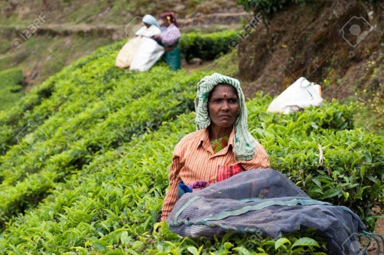 Women picking the tea at tea plantation around Munnar, tea estate hills in Kerala, Idukki district, India