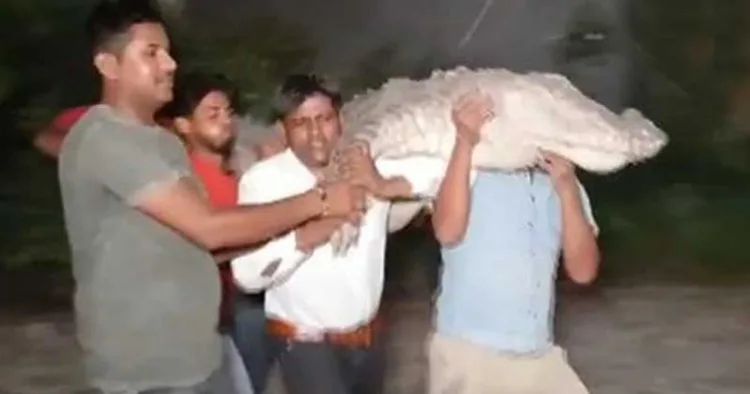 യുപിയിലെ ബുലന്ദ്ഷഹറില്‍ 10 അടി നീളമുള്ള മുതലയെ വനംവകുപ്പ് രക്ഷപ്പെടുത്തുന്നു