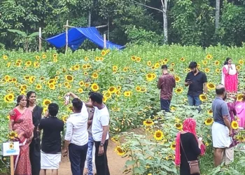 ഏനാത്ത് പാലത്തിന് സമീപം ധരണി ഫാമിന്റെ സൂര്യകാന്തി പാടത്തെ സന്ദര്‍ശകത്തിരക്ക്
