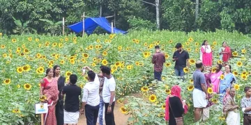 ഏനാത്ത് പാലത്തിന് സമീപം ധരണി ഫാമിന്റെ സൂര്യകാന്തി പാടത്തെ സന്ദര്‍ശകത്തിരക്ക്