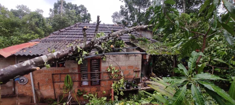 എറണാകുളം ജില്ലയിലെ ഇലഞ്ഞി വില്ലേജിൽ പെരുമ്പടവം  കുന്നുമ്മൽ ബിനുവിൻ്റെ വീടിന് മുകളിൽ  മരം വീണു ഭാഗികമായി തകർന്നപ്പോൾ