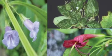 പുതിയതായി കണ്ടെത്തിയ സസ്യങ്ങള്‍