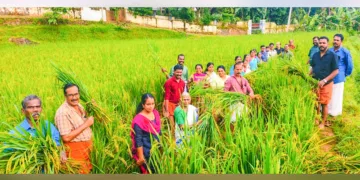 ആനമങ്ങാട് കുന്നിന്‍മേല്‍ ഭഗവതിക്ഷേത്രത്തില്‍ നടന്ന നിറകതിര്‍ കൊയ്ത്തുത്സവം