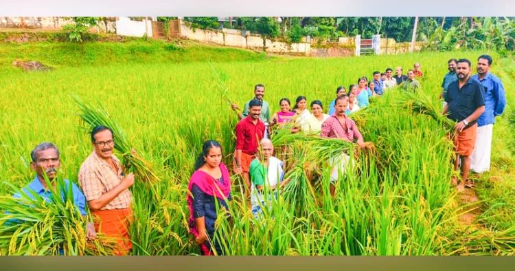 ആനമങ്ങാട് കുന്നിന്‍മേല്‍ ഭഗവതിക്ഷേത്രത്തില്‍ നടന്ന നിറകതിര്‍ കൊയ്ത്തുത്സവം