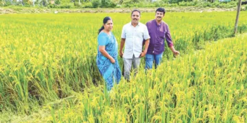 പാലക്കാട് എലപ്പുള്ളി കാരാങ്കോട് കിരണ്‍ കൃഷ്ണന്റെ പാടശേഖരം