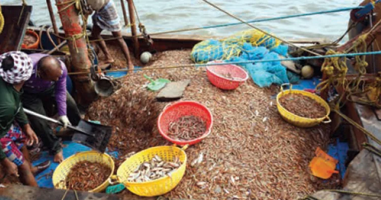 ട്രോളിംഗ് നിരോധനം അവസാനിച്ച ശേഷം മത്സ്യബന്ധനത്തിന് പോയി മടങ്ങിയെത്തിയ തൊഴിലാളികള്‍ക്ക് ലഭിച്ച ചെമ്മീന്‍ ചാകര. കൊല്ലം ശക്തികുളങ്ങര ഹാര്‍ബറില്‍ നിന്നുള്ള ദൃശ്യം