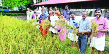 ജൈവ കരനെല്‍കൃഷിയുടെ വിളവെടുപ്പ്  കൊച്ചിന്‍ ദേവസ്വം ബോര്‍ഡ് പ്രസിഡന്റ് ഡോ.എം.കെ.സുദര്‍ശന്‍ ഉദ്ഘാടനം 
ചെയ്യുന്നു