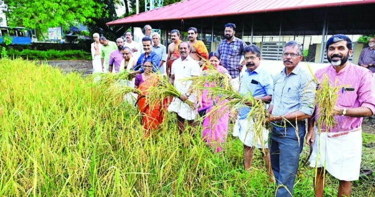 ജൈവ കരനെല്‍കൃഷിയുടെ വിളവെടുപ്പ്  കൊച്ചിന്‍ ദേവസ്വം ബോര്‍ഡ് പ്രസിഡന്റ് ഡോ.എം.കെ.സുദര്‍ശന്‍ ഉദ്ഘാടനം 
ചെയ്യുന്നു