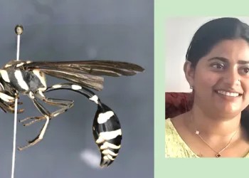 കിഴക്കന്‍ ഹിമാലയത്തില്‍ നിന്നും മലയാളി ശാസ്ത്രജ്ഞര്‍ കണ്ടെത്തിയ പുതിയ ഇനം വേട്ടാവളിയന്‍ (സംഘത്തിലെ ഗവേഷക ഫെമി ബെന്നി)