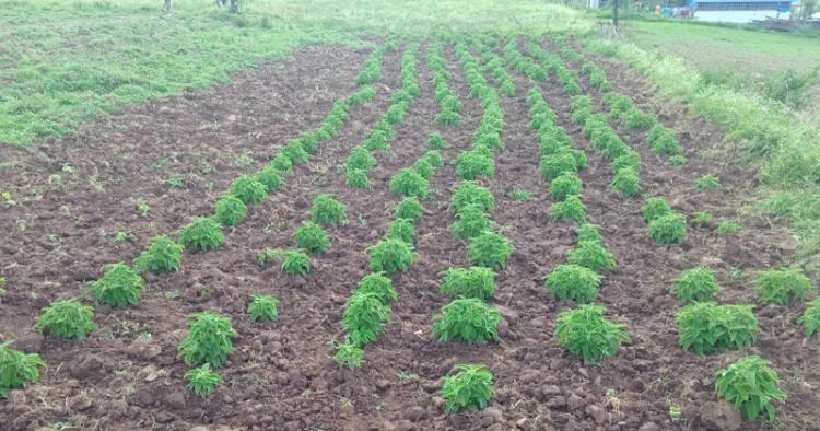 നല്ലശിങ്ക ഊരിലെ ഔഷധസസ്യ കൃഷി