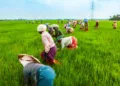 ALAPPUZHA, INDIA - MARCH 19, 2012: Unidentified farmers working in the beauty rice field in Asia