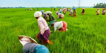 ALAPPUZHA, INDIA - MARCH 19, 2012: Unidentified farmers working in the beauty rice field in Asia