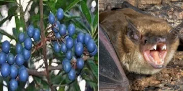 രൂദ്രാക്ഷമരം (ഇടത്ത്) പഴം തീനി വവ്വാല്‍ (വലത്ത്)