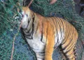 Wayanad: The carcass of a 'man-eater' tiger that killed a woman when she had gone to collect coffee beans in a forest-fringed estate two days ago, after it was found dead, in Kerala's high-range district of Wayanad, Monday, Jan. 27, 2025. (PTI Photo)(PTI01_27_2025_000028B)