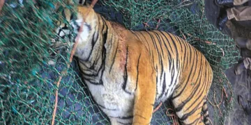 Wayanad: The carcass of a 'man-eater' tiger that killed a woman when she had gone to collect coffee beans in a forest-fringed estate two days ago, after it was found dead, in Kerala's high-range district of Wayanad, Monday, Jan. 27, 2025. (PTI Photo)(PTI01_27_2025_000028B)