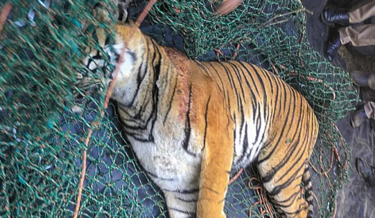 Wayanad: The carcass of a 'man-eater' tiger that killed a woman when she had gone to collect coffee beans in a forest-fringed estate two days ago, after it was found dead, in Kerala's high-range district of Wayanad, Monday, Jan. 27, 2025. (PTI Photo)(PTI01_27_2025_000028B)