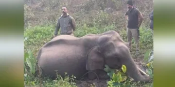 ചേലക്കൊല്ലിയില്‍ ചരിഞ്ഞ കൊമ്പന്റെ ജഡം