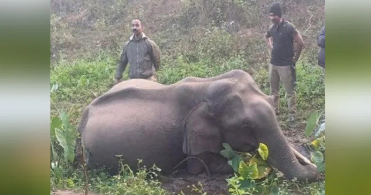 ചേലക്കൊല്ലിയില്‍ ചരിഞ്ഞ കൊമ്പന്റെ ജഡം