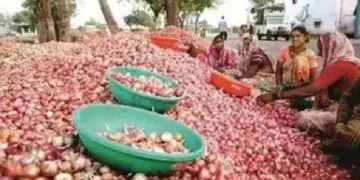 ചെറിയ ഉള്ളി ശേഖരിക്കുന്ന ഛത്രപതി സാംബാജി നഗറിലെ കര്‍ഷകര്‍